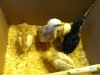 Baby Chicks