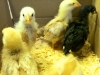 Chicks Growing Up