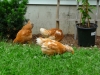 Pullets In Yard