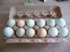 12 Perfect Backyard Chicken Eggs