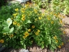 2012 - Black Eye Susan Flowers