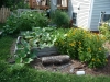 2012 - Pumpkin, Black Eye Susan Flowers