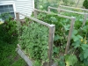 2012 - Snap Peas, Cucumbers