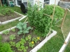 2009 - Snap Peas, Broccoli