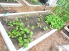 2010 - Zucchini, Squash, Cucumbers, Pole Beans, Peas