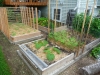 2011 - Zucchini, Beans, Lettuce, Squash, Cucumbers, Tomatoes